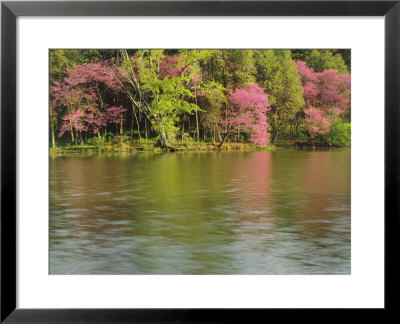 Evening Light On Redbud Trees In Flower Along Lake Marmo, Lisle, Usa by Willard Clay Pricing Limited Edition Print image