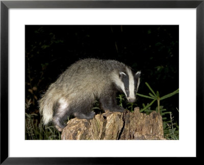 Badger, Foraging On Tree Stump, Vaud, Switzerland by David Courtenay Pricing Limited Edition Print image