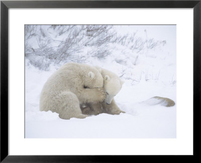 Polar Bears, Pair Of Cubs, Churchill, Canada by Daniel Cox Pricing Limited Edition Print image