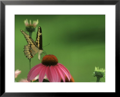 Giant Swallowtail On Purple Coneflower, Illinois by Daybreak Imagery Pricing Limited Edition Print image