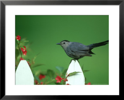 Grey Catbird, Marion County, Illinois by Daybreak Imagery Pricing Limited Edition Print image