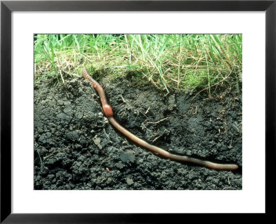 Earth Worm In Its Burrow by David M. Dennis Pricing Limited Edition Print image