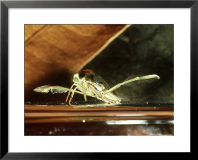 Backswimmer, Notonecta Species, Delaware County, Ohio by David M. Dennis Pricing Limited Edition Print image