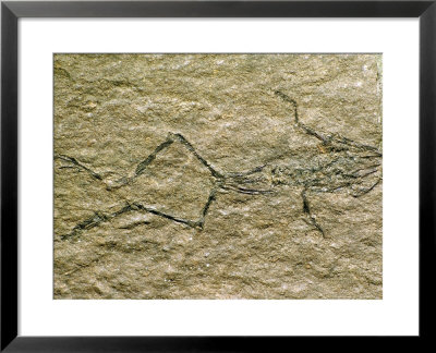 Fossil Frog Bedsworli, India by David M. Dennis Pricing Limited Edition Print image