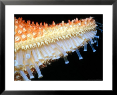 Starfishtip Of Arm by David M. Dennis Pricing Limited Edition Print image