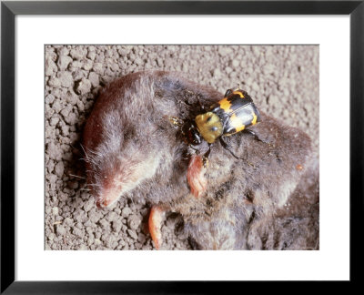 Burying Beetle On Dead Shrew, Ohio by David M. Dennis Pricing Limited Edition Print image