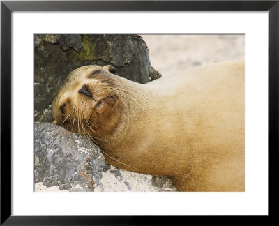 Sea Lion, Puerto Villimil, Galapagos, Ecuador by David M. Dennis Pricing Limited Edition Print image