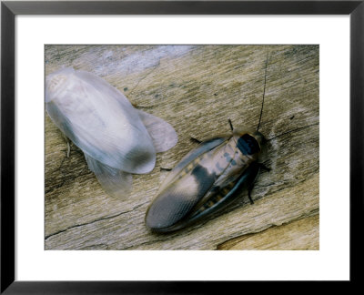 Giant Drummer Cockroachs, Blaberus Giganticus by David M. Dennis Pricing Limited Edition Print image