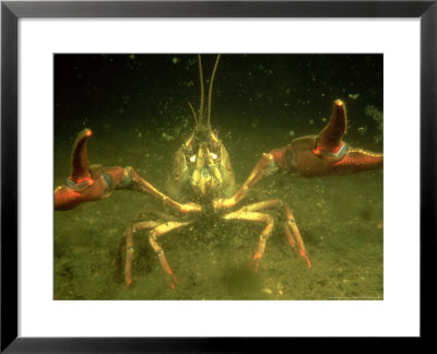 Freshwater Crayfish, Adult Threatened By Parasitic Mould, Sweden by Fredrik Ehrenstrom Pricing Limited Edition Print image