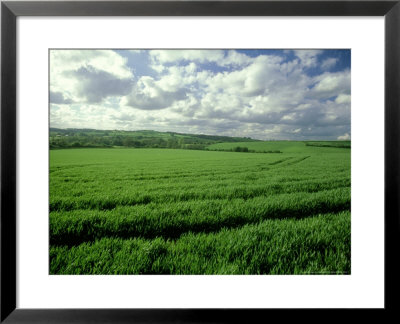 Wheat Field In Summer by Mike England Pricing Limited Edition Print image