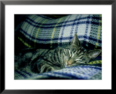 Domestic Cat, Sleeping by Sophie Swaine Pricing Limited Edition Print image
