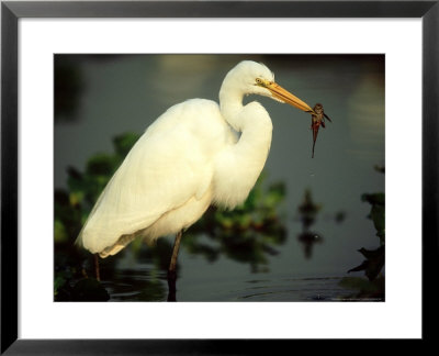 Great Egret, With Fish, Mato Grosso, Brazil by Berndt Fischer Pricing Limited Edition Print image