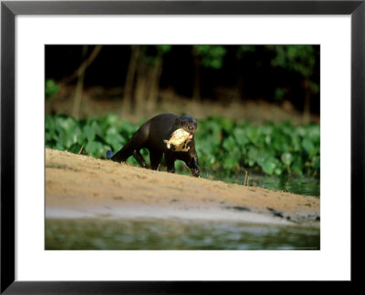 Giant Otter, With Piranha, Brazil by Berndt Fischer Pricing Limited Edition Print image