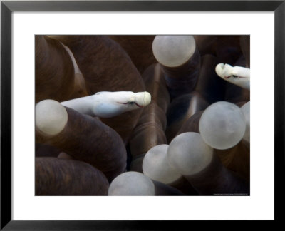 Pipefish On Mushroom Coral, Malaysia by David B. Fleetham Pricing Limited Edition Print image