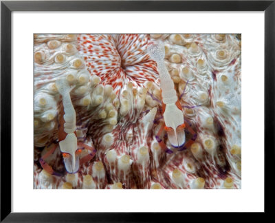Imperial Shrimp On A Sea Cucumber, Malaysia by David B. Fleetham Pricing Limited Edition Print image
