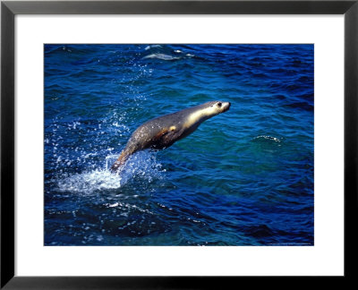 Australian Sea Lions, South Australia by David B. Fleetham Pricing Limited Edition Print image