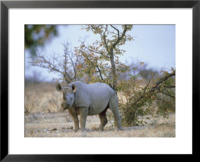 Black Rhino, Single Standing, Namibia by Patricio Robles Gil Pricing Limited Edition Print image