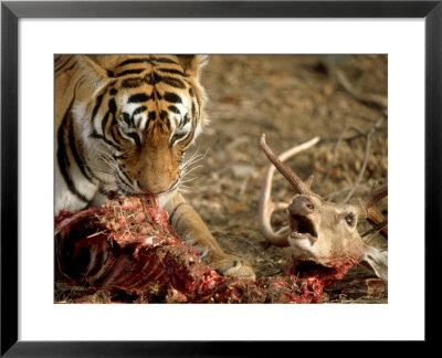 Bengal Tiger, Feeding, India by Patricio Robles Gil Pricing Limited Edition Print image