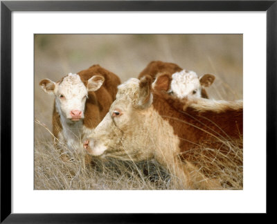 Cattle, Mexico by Patricio Robles Gil Pricing Limited Edition Print image