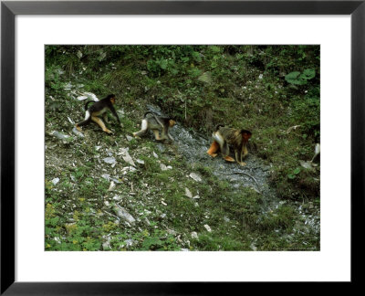 Golden Snub-Nosed Monkey, Group On The Move, China by Patricio Robles Gil Pricing Limited Edition Print image