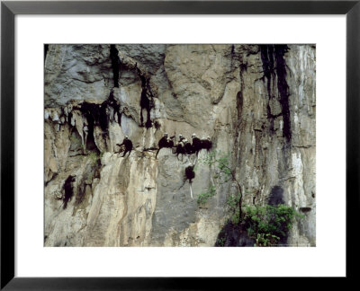 White-Headed Langur On Cliff, China by Patricio Robles Gil Pricing Limited Edition Print image