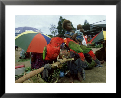 Animal Trade, New Britain, Papua New Guinea by Patricio Robles Gil Pricing Limited Edition Print image