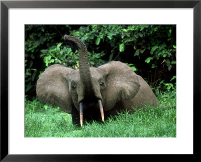 African Forest Elephant, Smelling, Africa by Patricio Robles Gil Pricing Limited Edition Print image