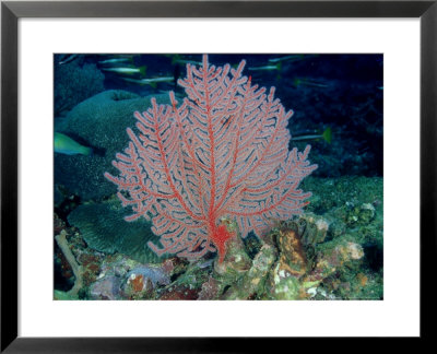 Gorgonian Or Sea Fan, Solomon Islands by Karen Gowlett-Holmes Pricing Limited Edition Print image