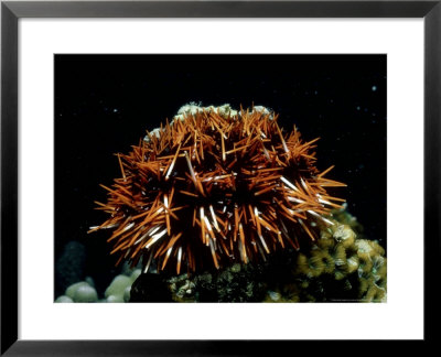 Sea Urchin, S.Japan by Laurence Gould Pricing Limited Edition Print image