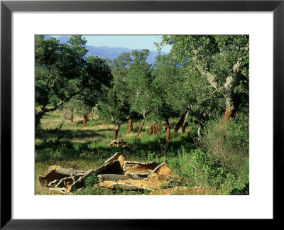 Cork Woodland Showing Freshly Harvested Cork Bark, Corsica by William Gray Pricing Limited Edition Print image