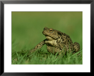 Common Toad, Portrait Of Adult In Grass Meadow, Uk by Mark Hamblin Pricing Limited Edition Print image