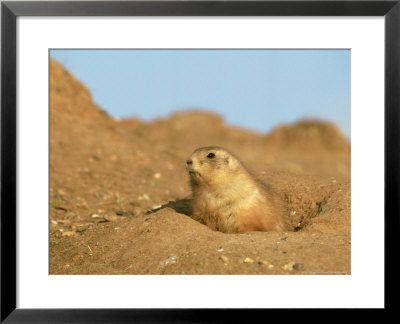 Prairie Marmot Emerging From Underground Burrow by Mark Hamblin Pricing Limited Edition Print image