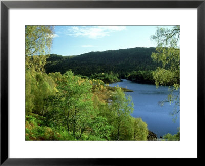 Deciduous Woodland In Autumn, Highland, Scotland by Mark Hamblin Pricing Limited Edition Print image