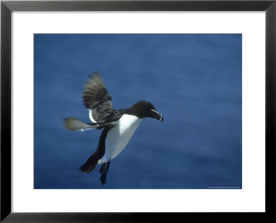 Razorbill, Alca Torda Adult In Flight Scotland by Mark Hamblin Pricing Limited Edition Print image