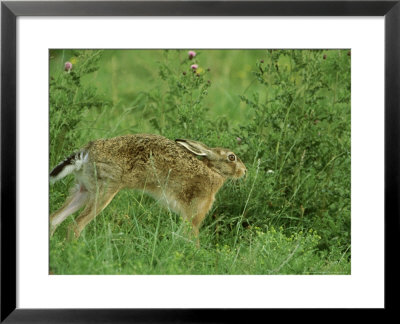 Brown Hare, Adult Stretching, Scotland by Mark Hamblin Pricing Limited Edition Print image