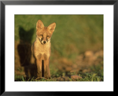 Red Fox, Cub In Early Morning, Uk by Mark Hamblin Pricing Limited Edition Print image