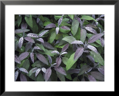 Purple Sage, Close-Up Of Leaves And Water Drops by Mark Hamblin Pricing Limited Edition Print image