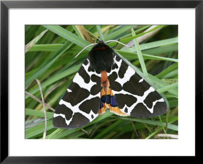 Garden Tiger Moth, Wings Open, Scotland by Mark Hamblin Pricing Limited Edition Print image