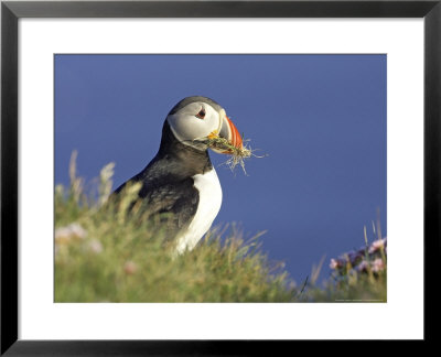 Atlantic Puffin, Adult With Nest Material On Grassy Cliff Top, Iceland by Mark Hamblin Pricing Limited Edition Print image
