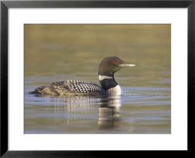 Great Northern Diver, Adult In Breeding Plumage On Water In Evening Light, Iceland by Mark Hamblin Pricing Limited Edition Print image