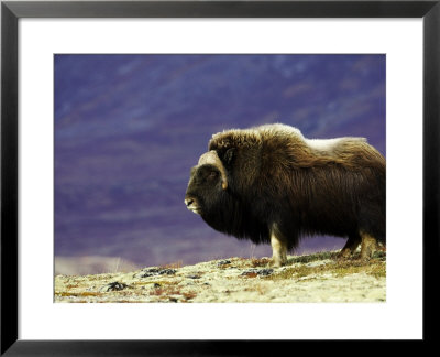Musk Ox, Adult Male On Tundra In Autumn, Norway by Mark Hamblin Pricing Limited Edition Print image