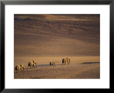 Desert Elephant, Herd Walking In Desert Near Purros, Namibia by Roger De La Harpe Pricing Limited Edition Print image