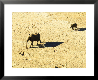Elephants In Motloutse River Bed, Nothern Tuli Game Reserve, Botswana by Roger De La Harpe Pricing Limited Edition Print image