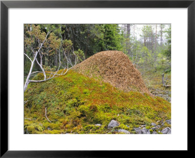 Ant Hill, Kuusamo Area, Northeast Finland by Philippe Henry Pricing Limited Edition Print image