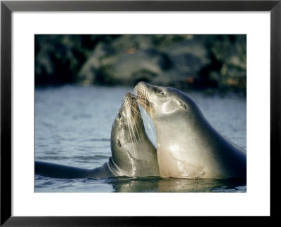 Galapagos Sea Lion, Pups Greeting, Galapagos by Mark Jones Pricing Limited Edition Print image