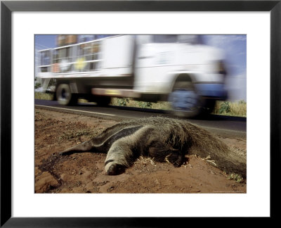 Giant Anteater, Road Kill Victim, Brazil by Mark Jones Pricing Limited Edition Print image