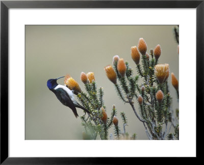 Ecuadorian Hillstar On Chuquiraga Shrub, Ecuador by Mark Jones Pricing Limited Edition Print image