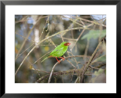 Grass Green Tanager, Mindo Valley, Andes, Ecuador by Mark Jones Pricing Limited Edition Print image
