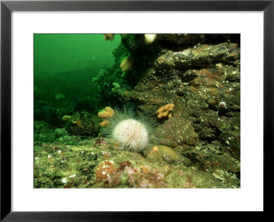 Sea Urchin Underwater, West Scotland, Uk by Paul Kay Pricing Limited Edition Print image