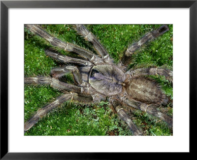 Salem Ornamental Tarantula, Poeciotheria Formosa Adult Male Southern India by Brian Kenney Pricing Limited Edition Print image